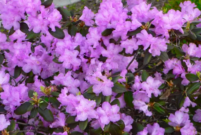 Flowering Lilac Shrubs