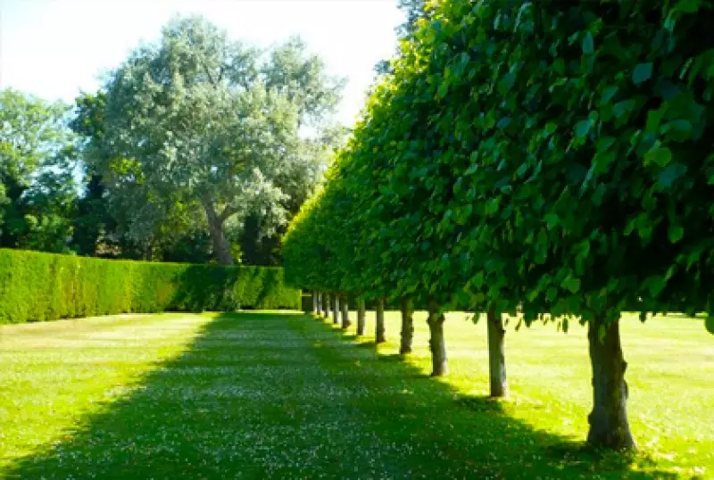 Best Trees for a Yard