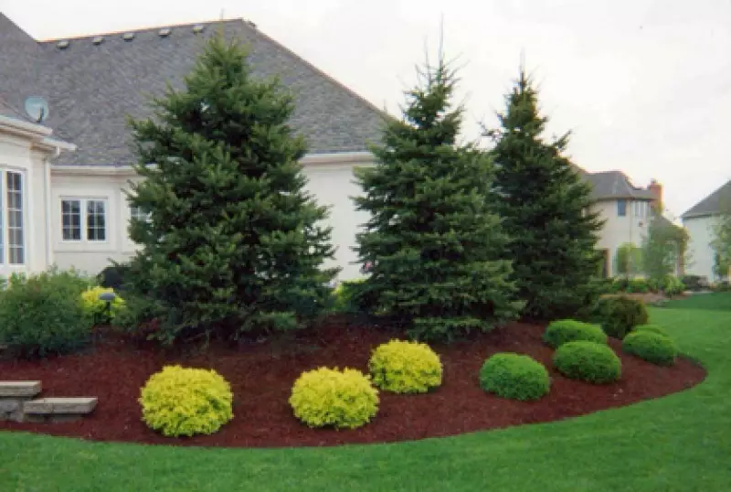 Types of Landscaping Trees