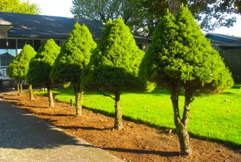 Landscaping Evergreen Shrubs