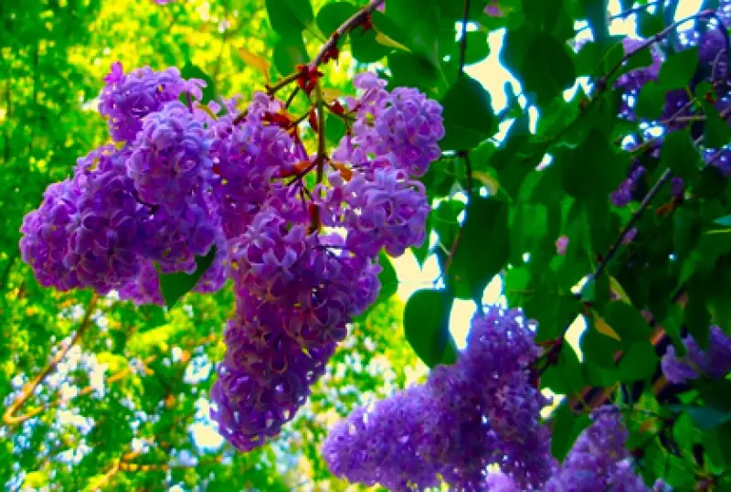 Types of Lilac Bushes