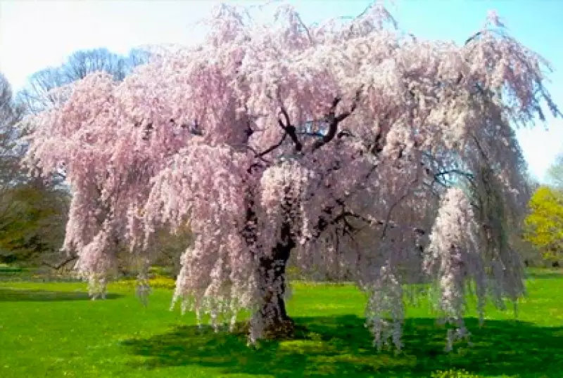 Flowering Cherry Tree