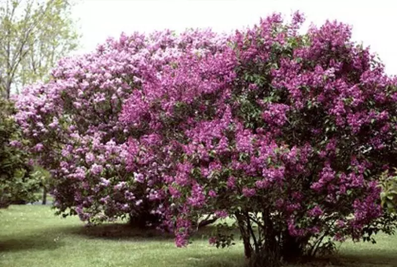 Best Flowering Shrubs