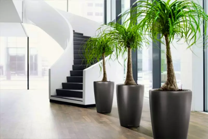 Types of Indoor Trees