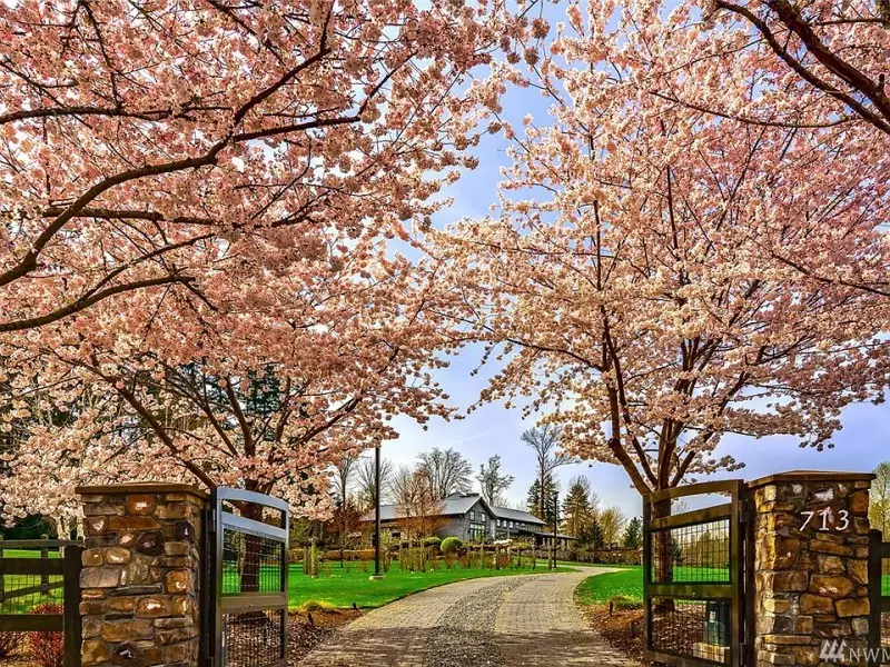 Ornamental Cherry Tree