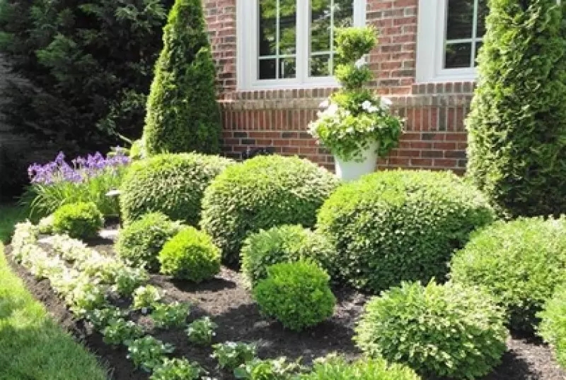 Shrubs for Landscaping