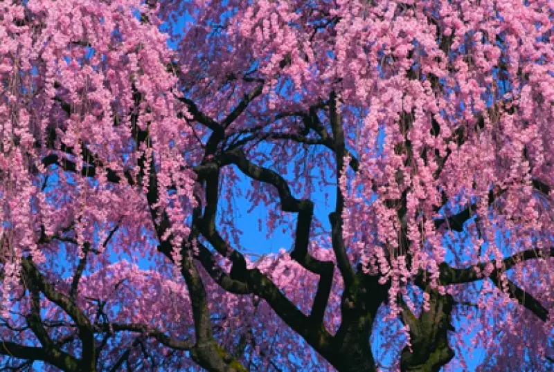 Weeping Trees