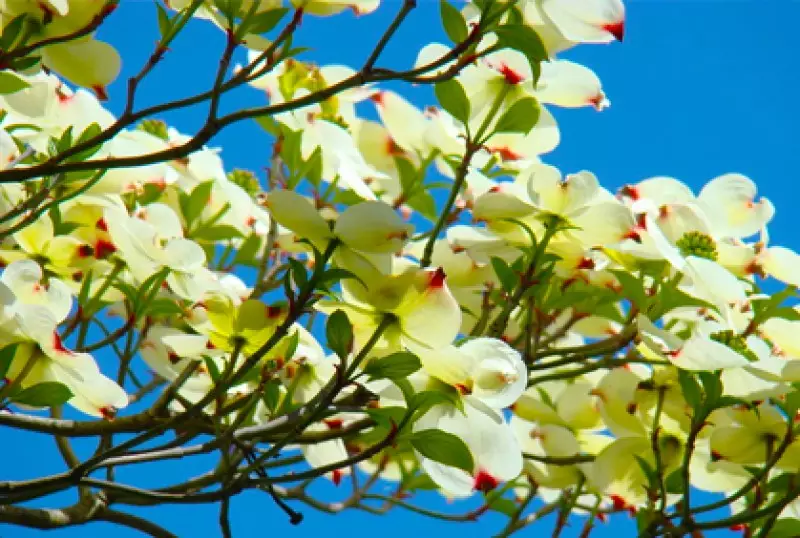 Colorful Flowering Trees