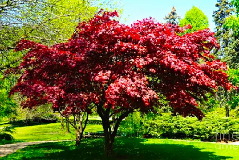 Japanese Red Maple