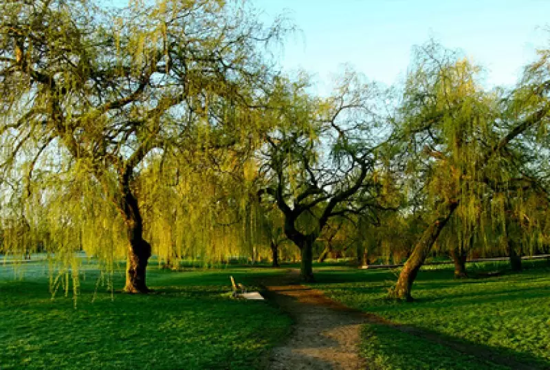 Ornamental Trees