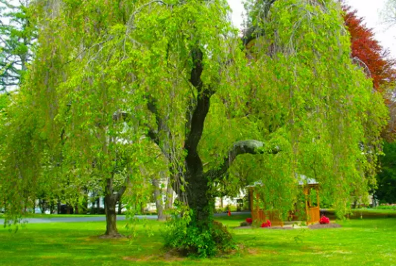 Fast Growing Trees