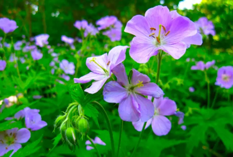 Plants for Shade