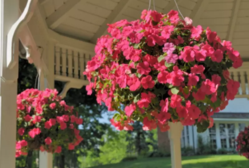 Perennials for Shade