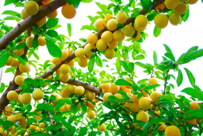 Lemon Trees