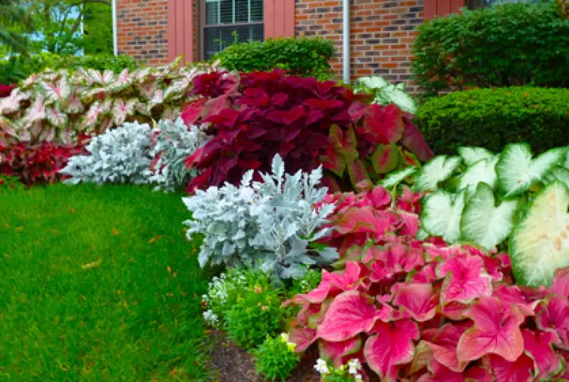 Landscaping Plants