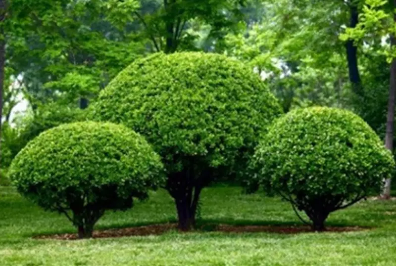 Ornamental Small Trees