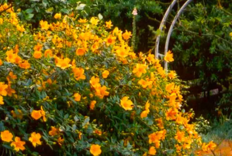 Flowering Shrubs and Trees