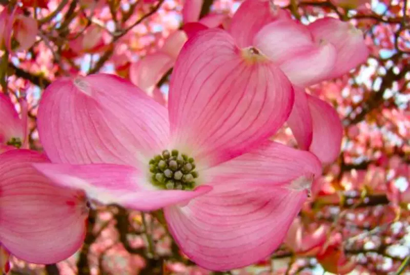 Pink Japanese Trees